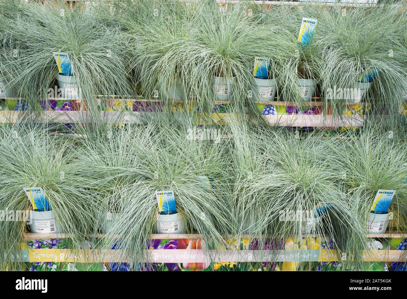 A display of low growing ornamental grasses Festuca glauca Intense Blue for sale in an English garden centre Stock Photo