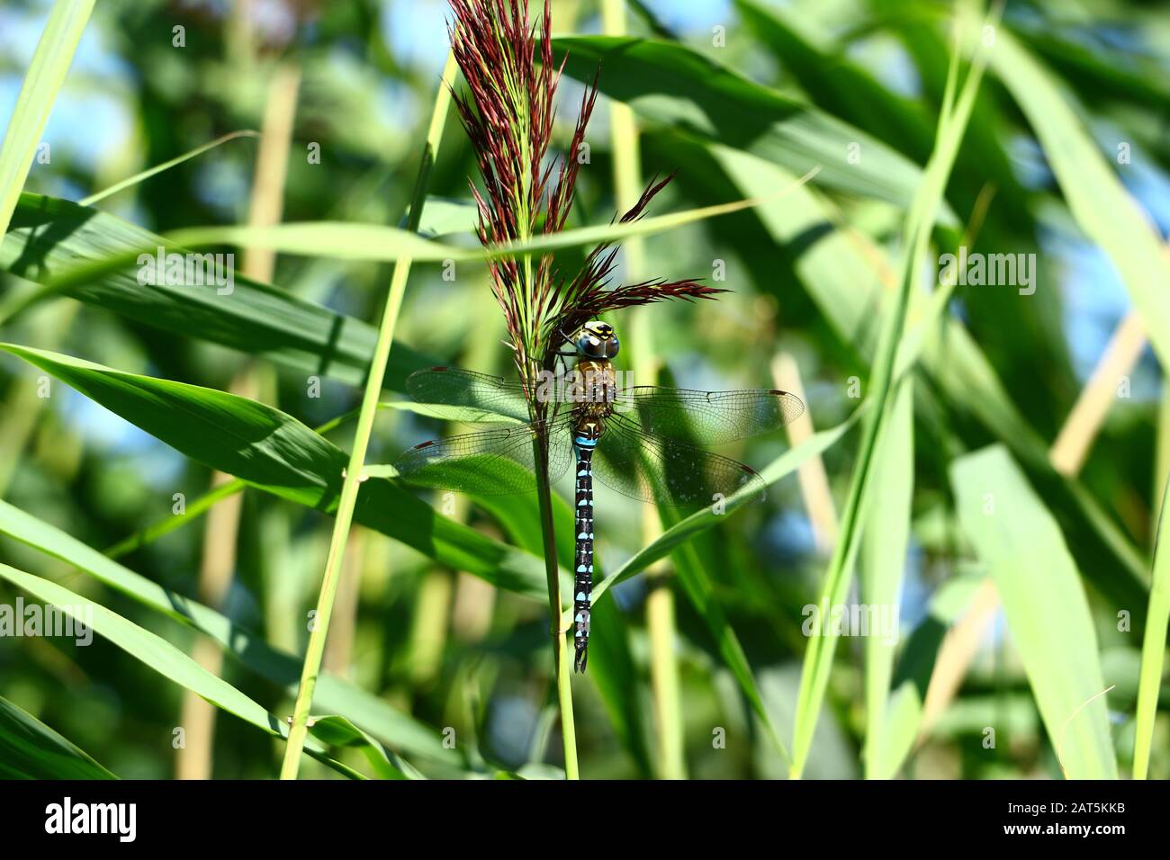Libelle an einem Grashalm am Hemmlesdorfer See Stock Photo