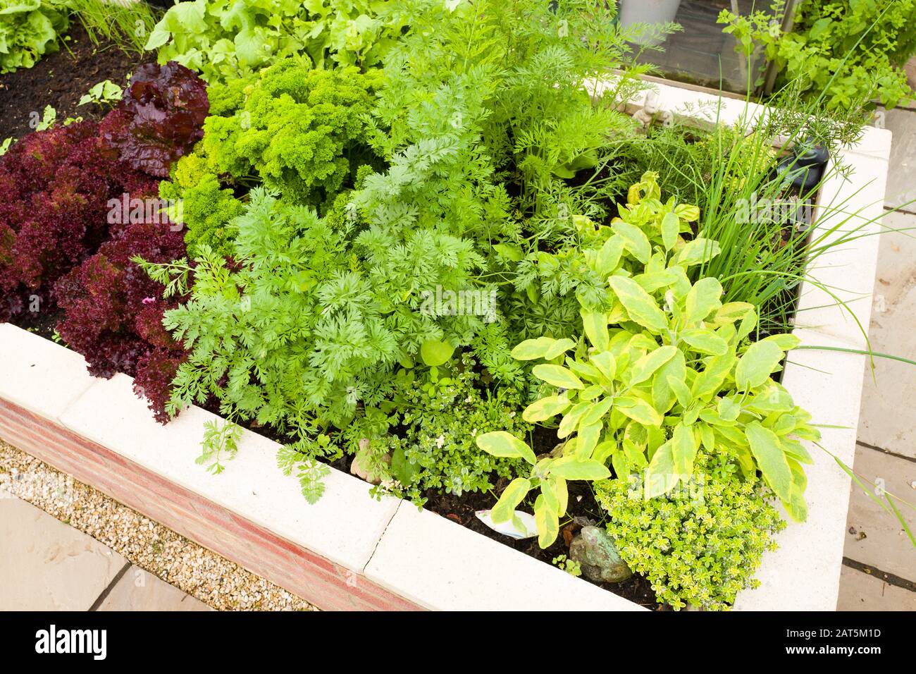 A selection of salad crops and herbs are growing in a new raised planter in an English garden Stock Photo