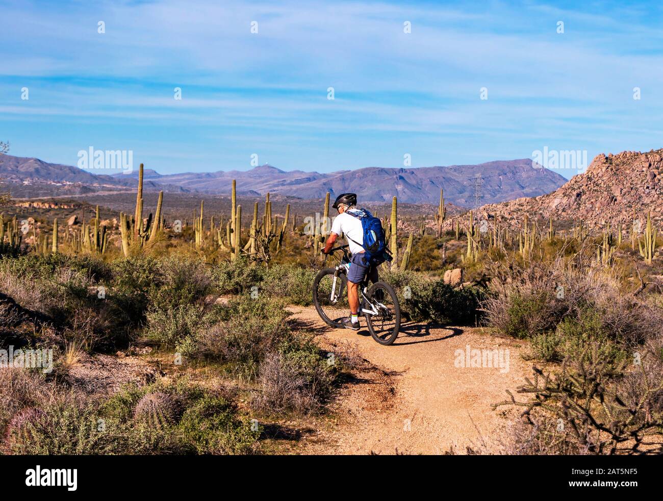 Single Mountain Biker on  Desert preserve Trail In Arizona near Scottsdale with Saguaro cactus Stock Photo