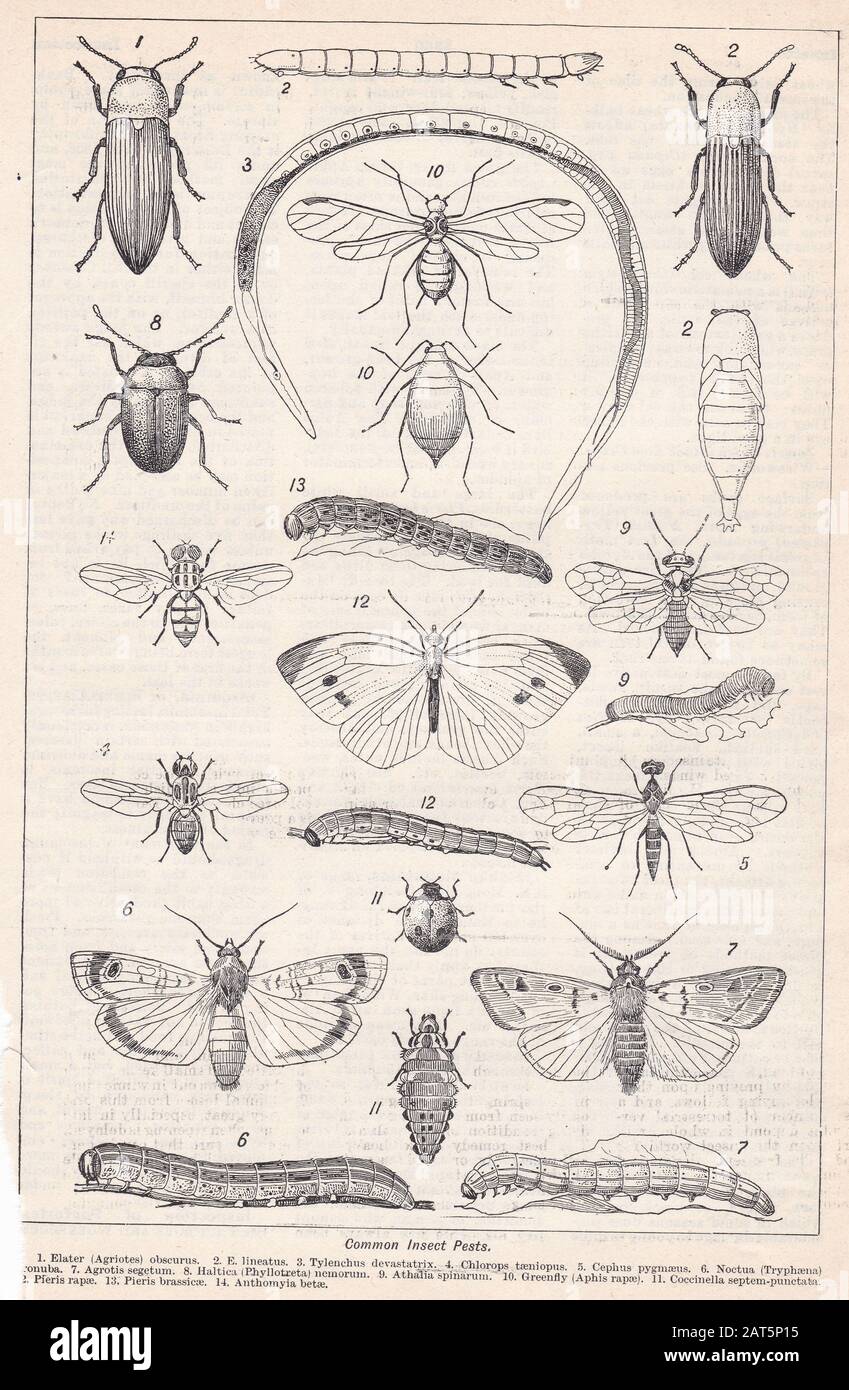 Vintage illustrations of Common Insect Pests Stock Photo