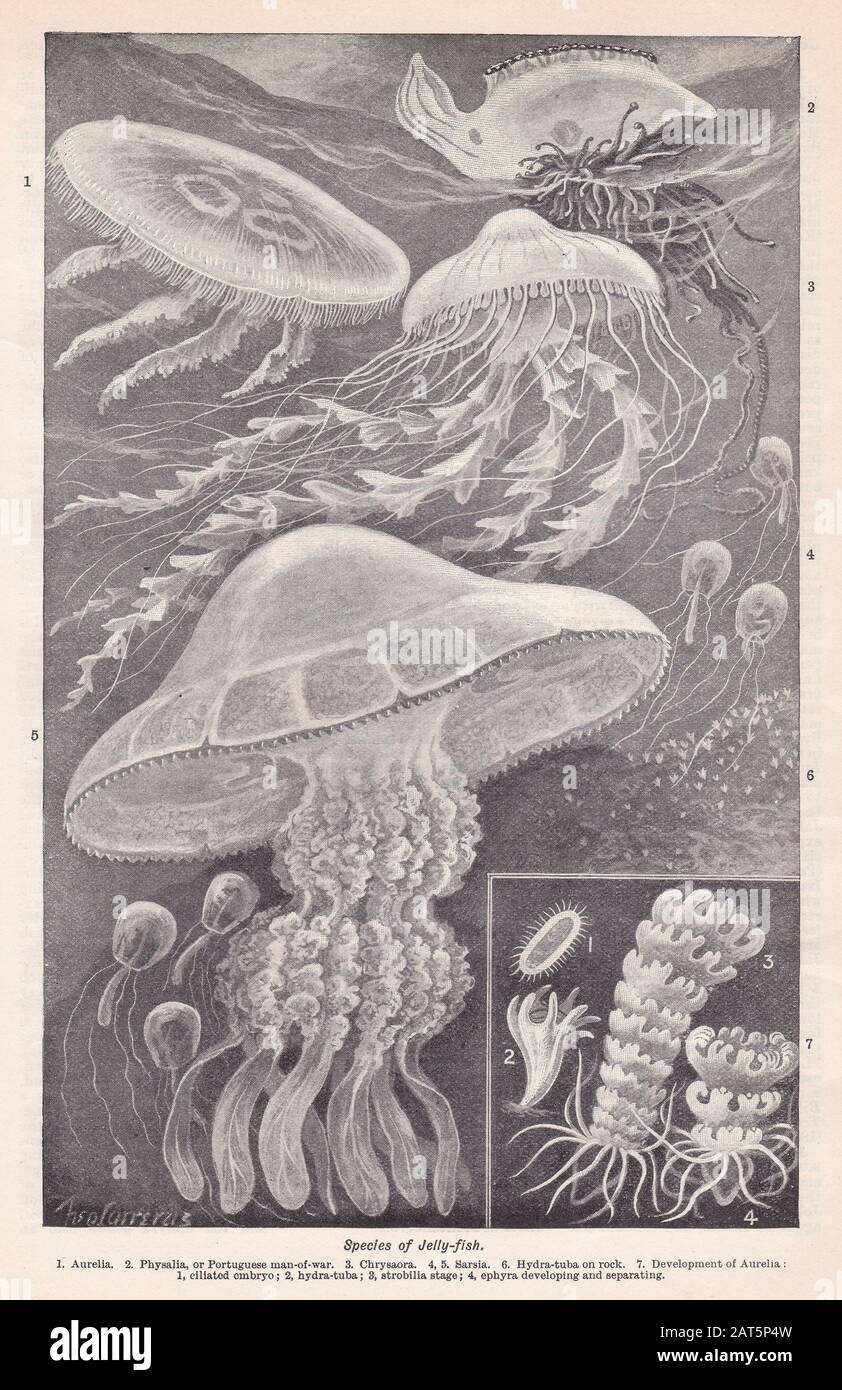 Vintage illustrations of Species of Jelly-Fish Stock Photo