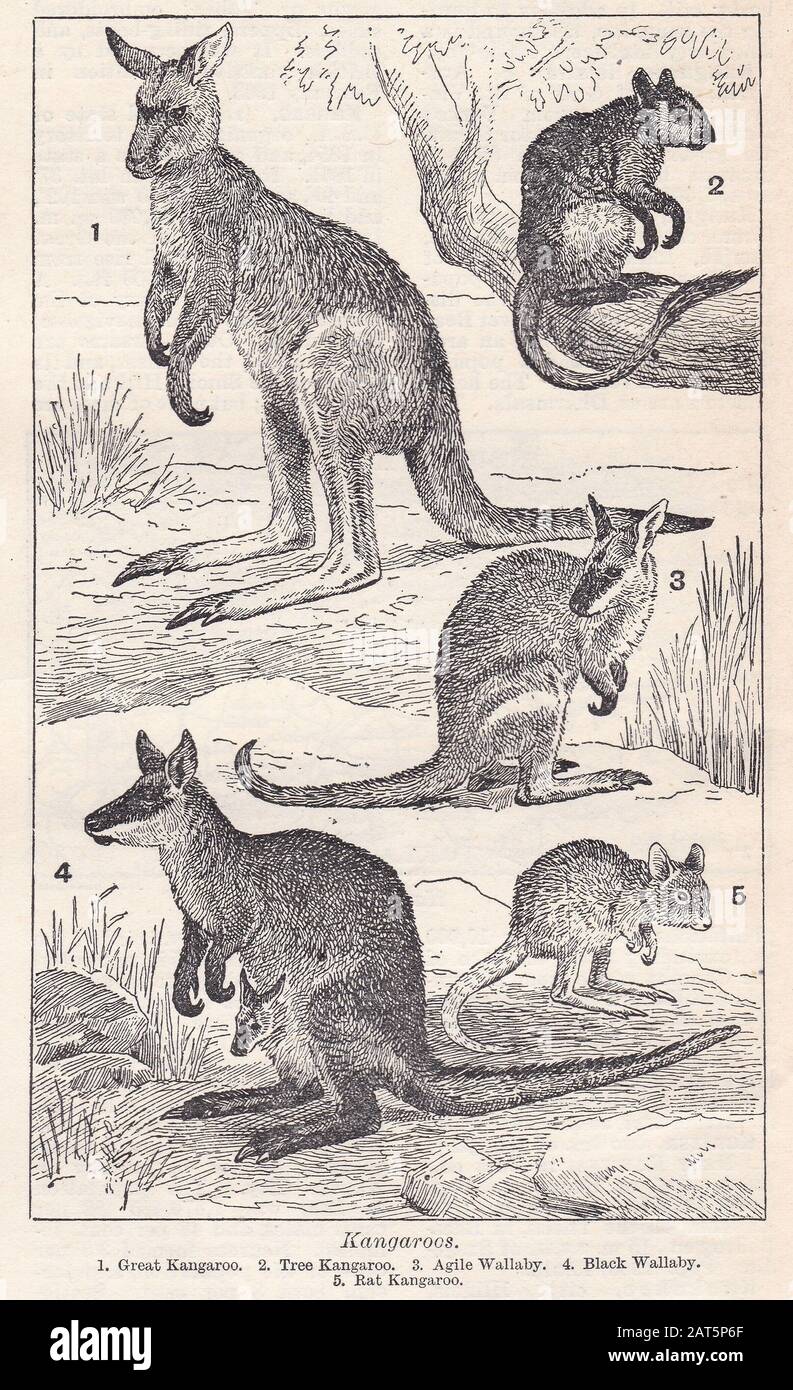 Vintage illustrations of Kangaroos 1930s Stock Photo - Alamy