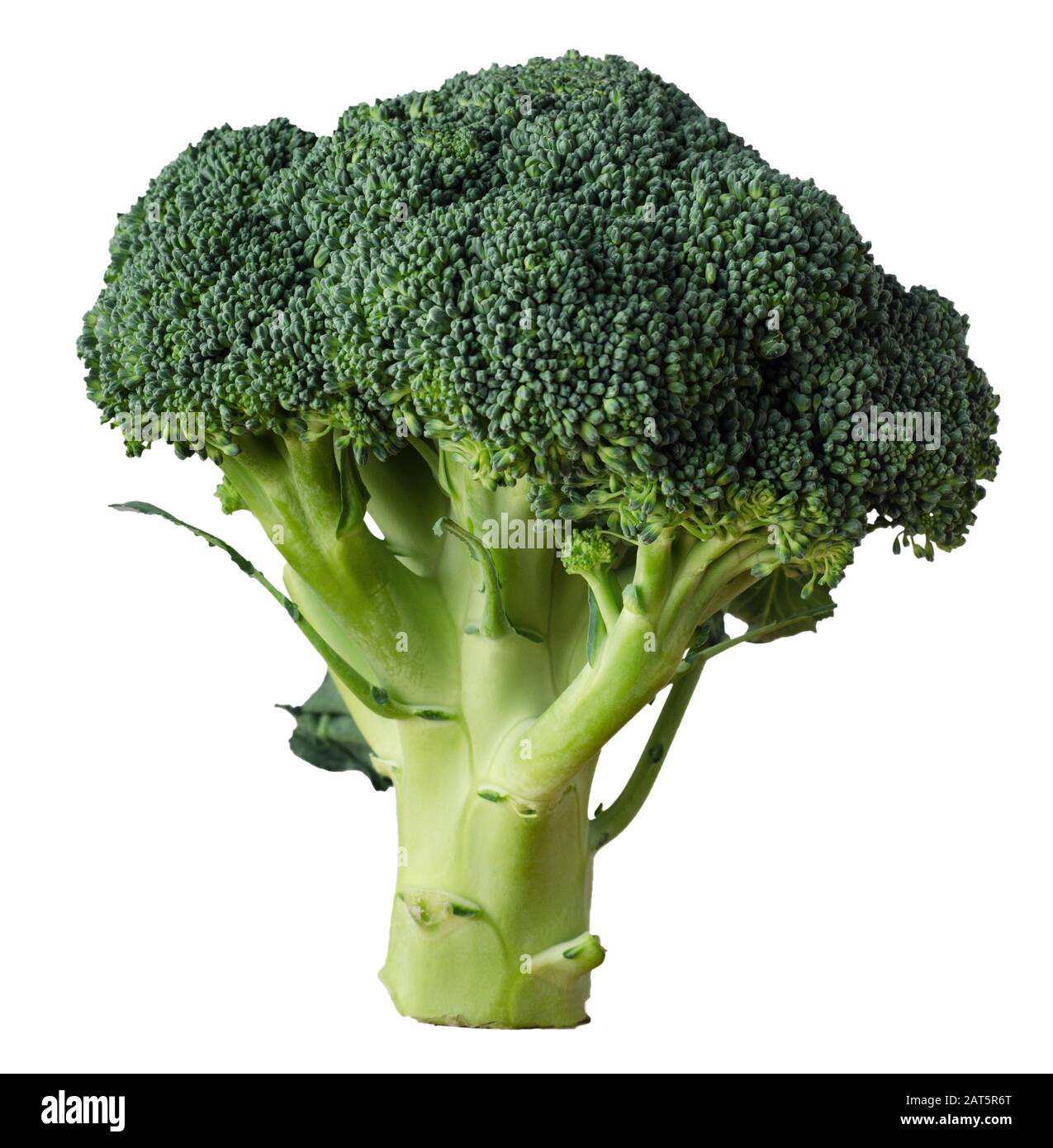 A head of broccoli, standing upright and isolated on white background. Stock Photo
