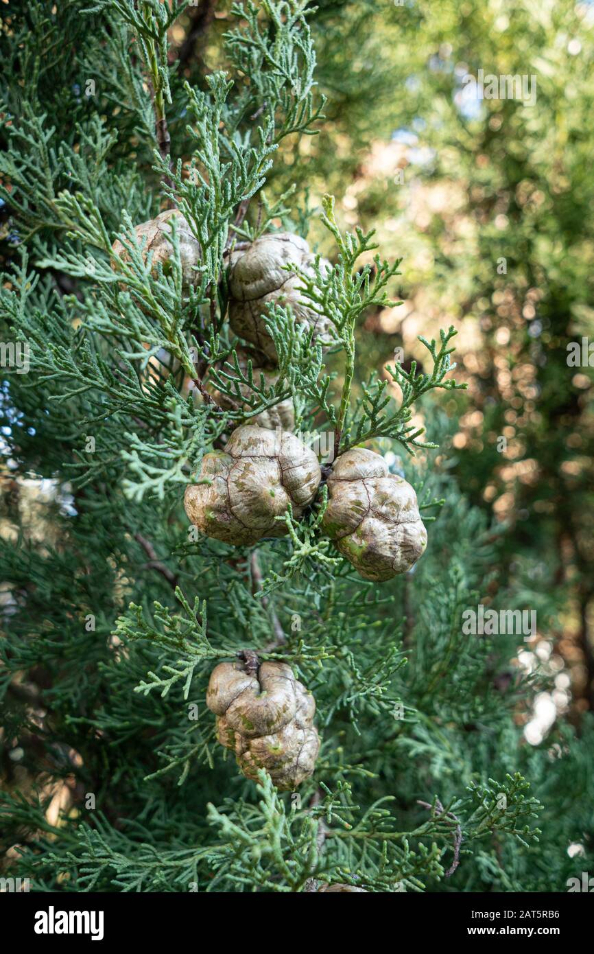 Cypress tree with cones. Cupressaceae Stock Photo