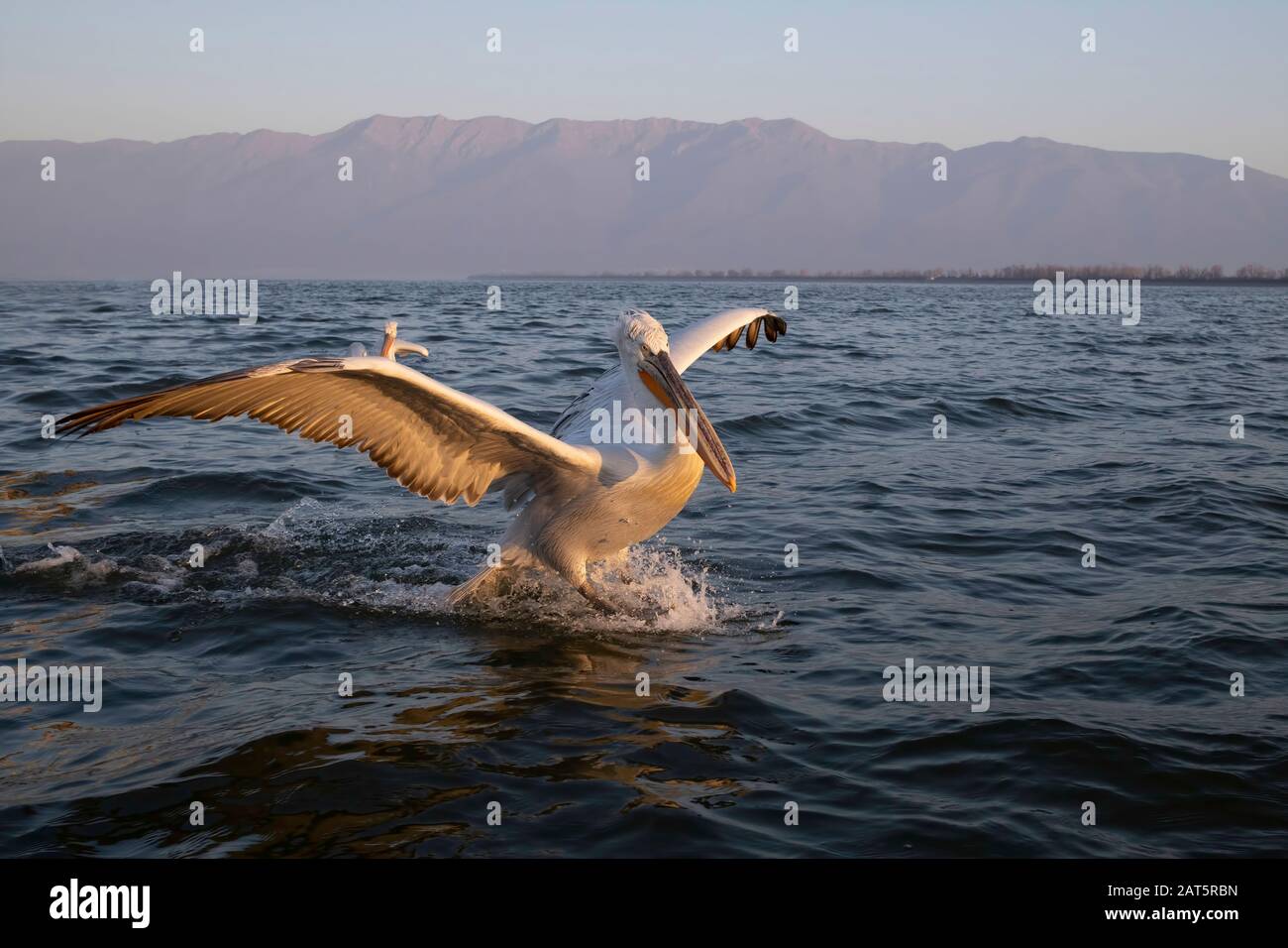 Dalmatian pelican from Greece Stock Photo