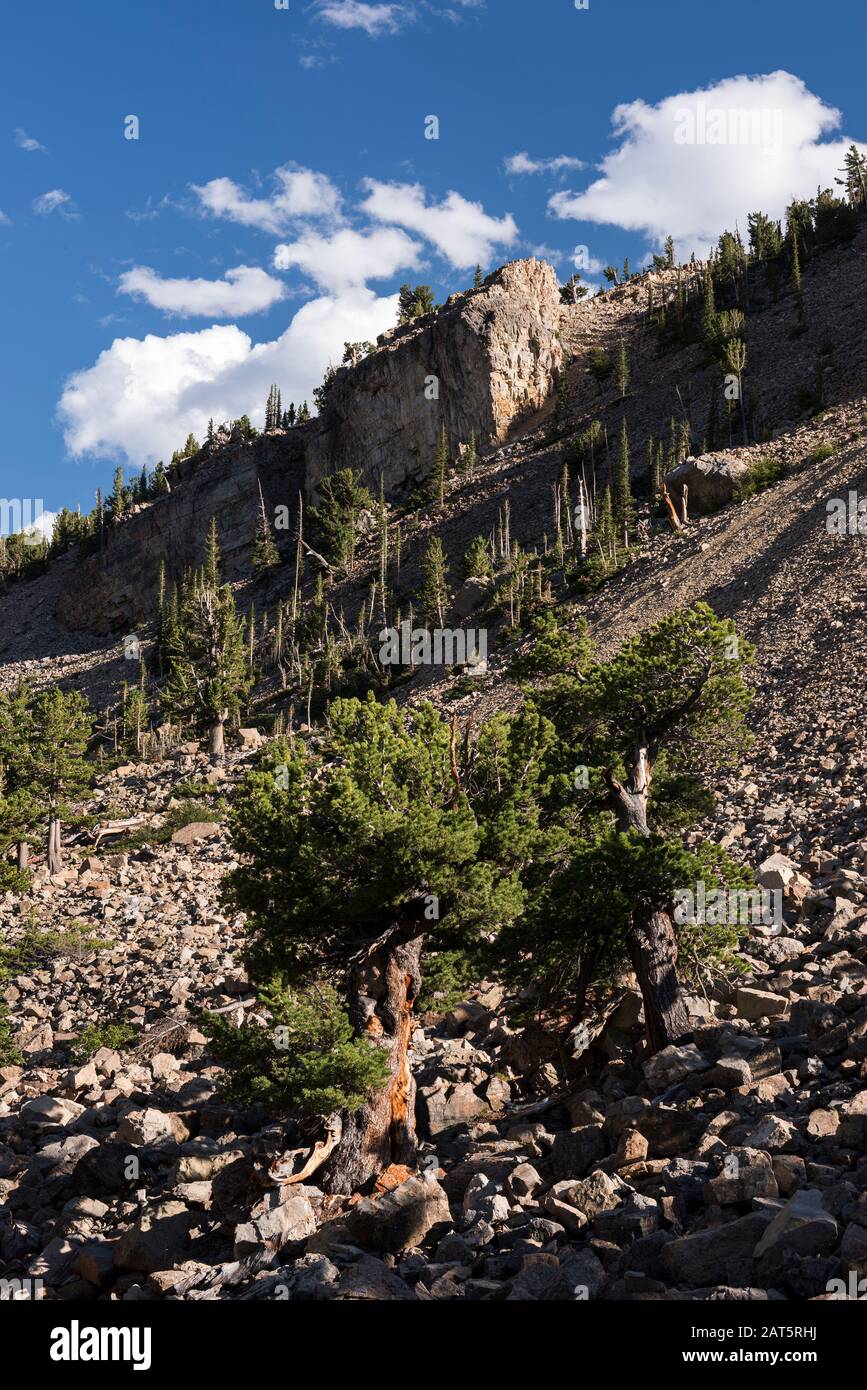 South Park National Heritage Area with Ancient Limber Pine and Bristle Cone Pine Trees. Located within Pike National Forest, Colorado. Stock Photo