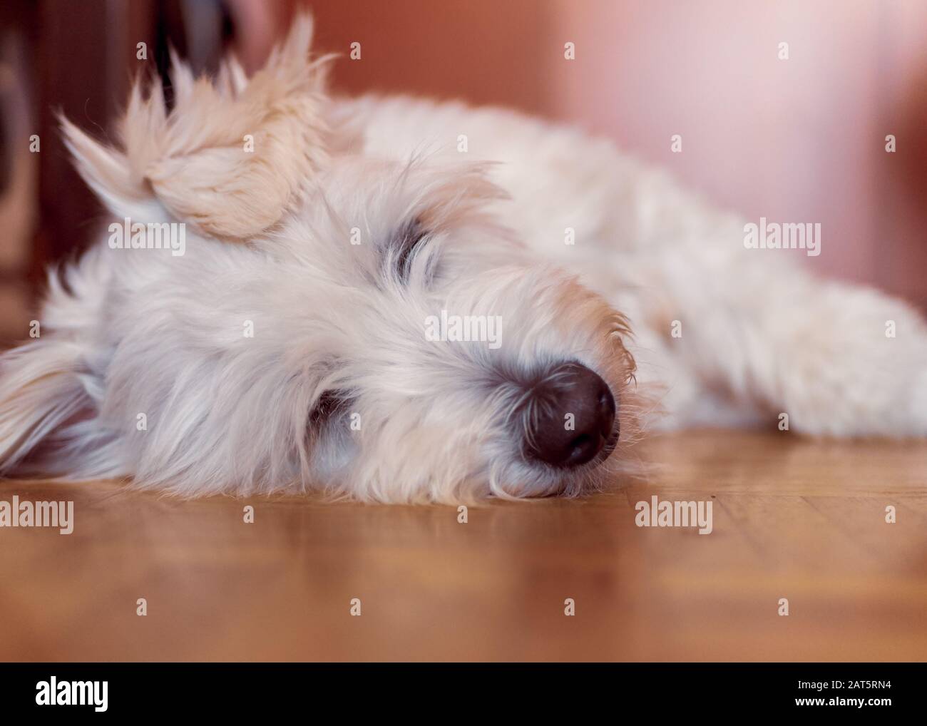 Adopted white Catalan Sheepdog breed dog rests on parquet at home Stock Photo