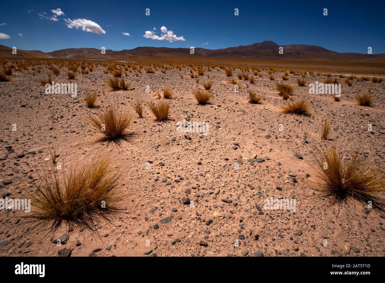 Typical andean grass  very common on the Atacama Desert, Antofagasta, Chile Stock Photo