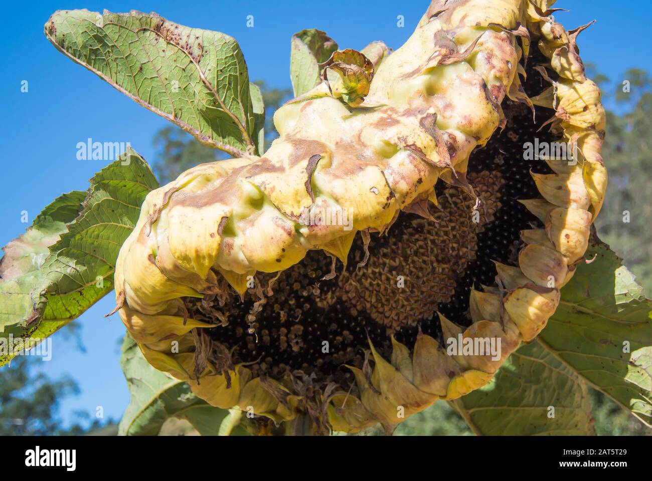 Sunflower in Its Last Days Stock Photo