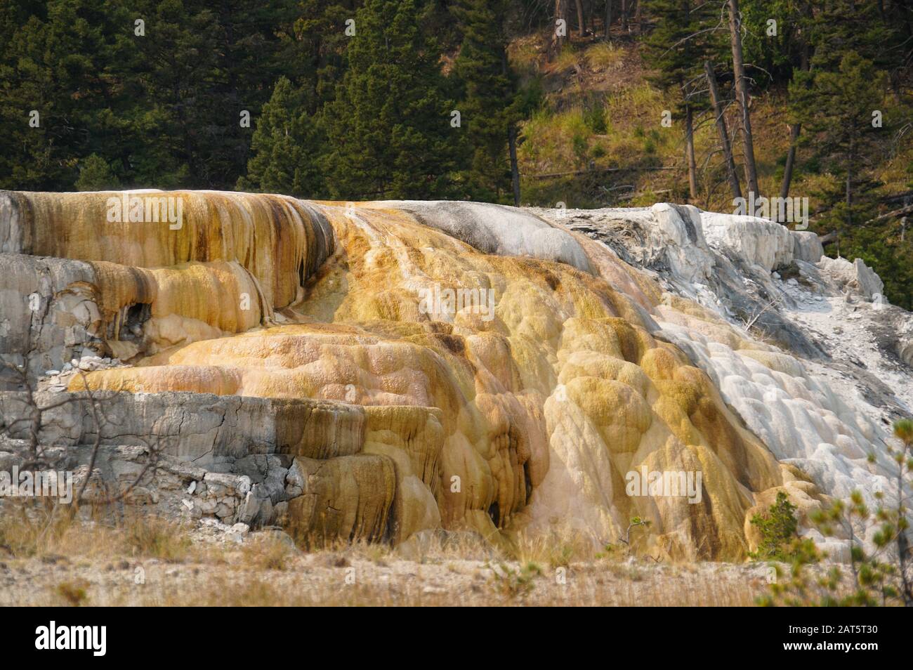 A thermal waterfall and the formation it's created sitting in the middle of a forest in Mammoth Hot Springs Stock Photo