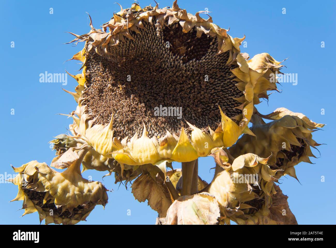 Sunflower in Its Last Days Stock Photo