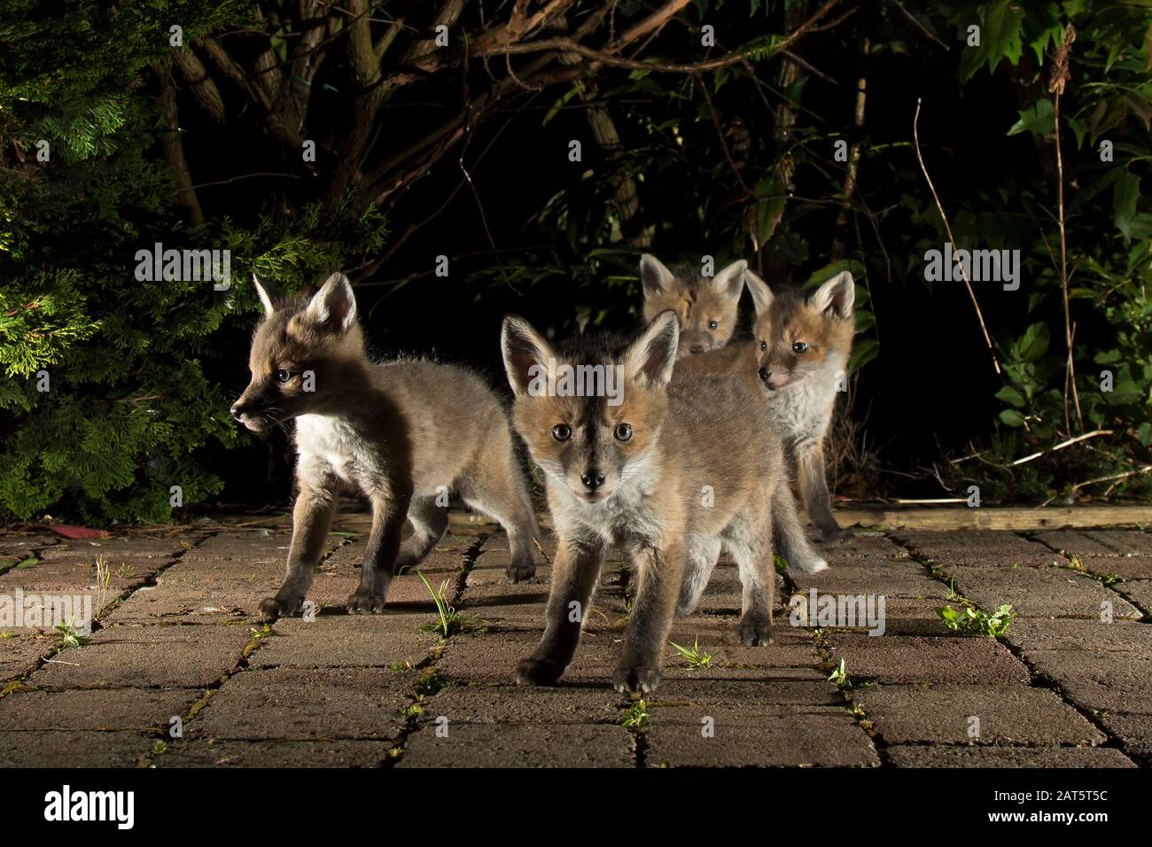 Close up of wild UK red fox cubs (Vulpes vulpes) isolated outdoors at night in garden caught in the spotlight. Cute baby foxes; urban wildlife. Stock Photo