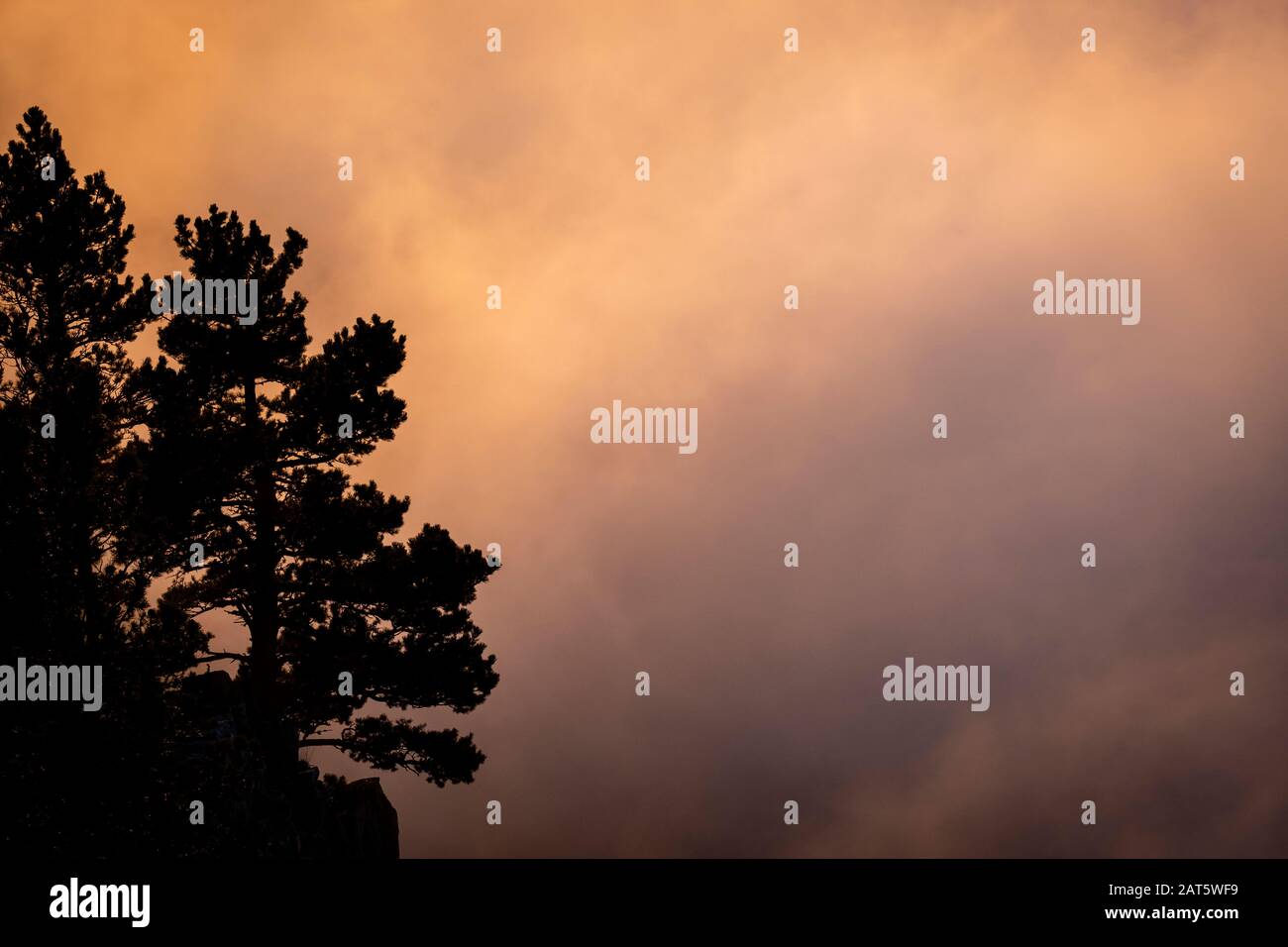 Mountain pines (Pinus uncinata) in mist at dusk. Cadi-Moixero Natural Park. Catalonia. Spain. Stock Photo