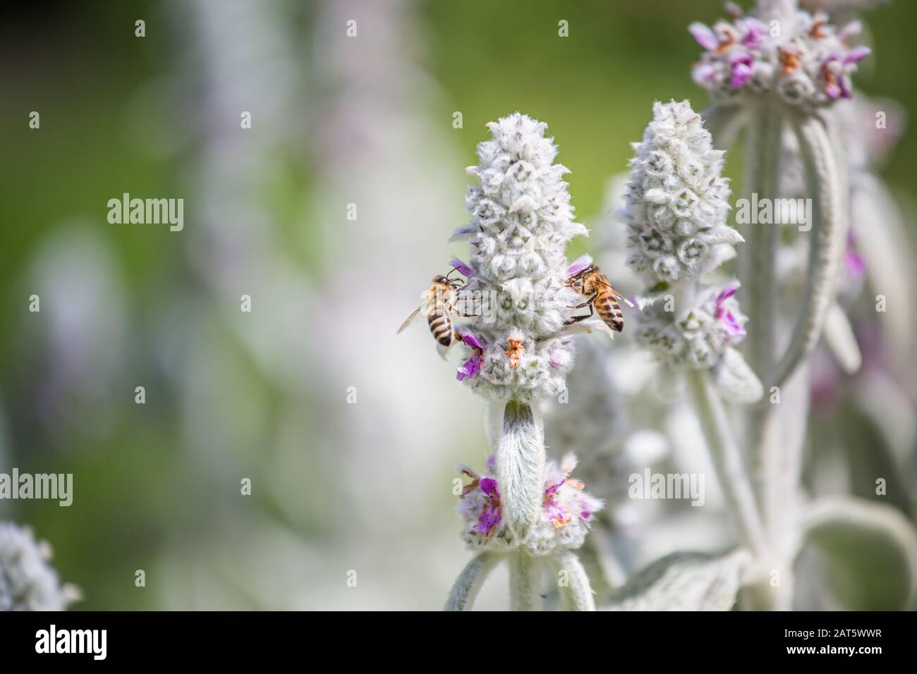 Photo background of macro white fluff against flowers in summer Stock Photo  - Alamy