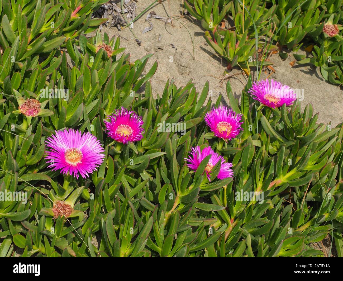 Pink sea fig blossom in sandy background. Carpobrotus chilensis or Carpobrotus edulis flower, weed plant with succulent leaves in the family Aizoaceae Stock Photo