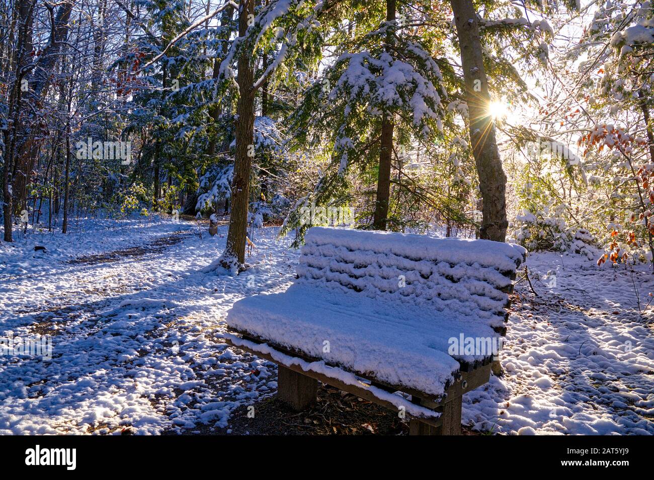 Light pouring through the trees hi-res stock photography and images - Alamy