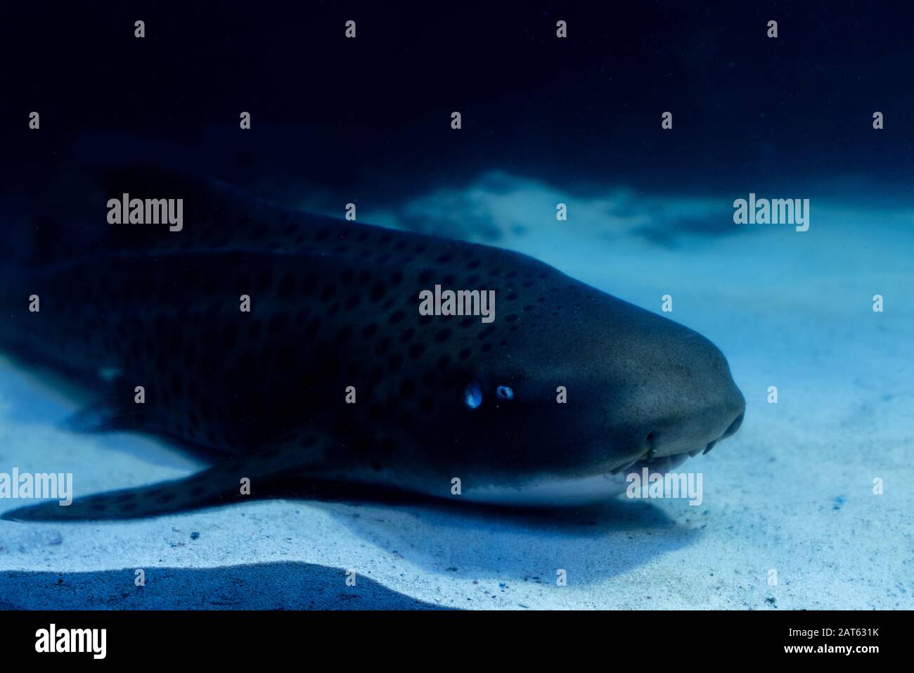 Wels catfish swimming under water in dark aquarium Stock Photo