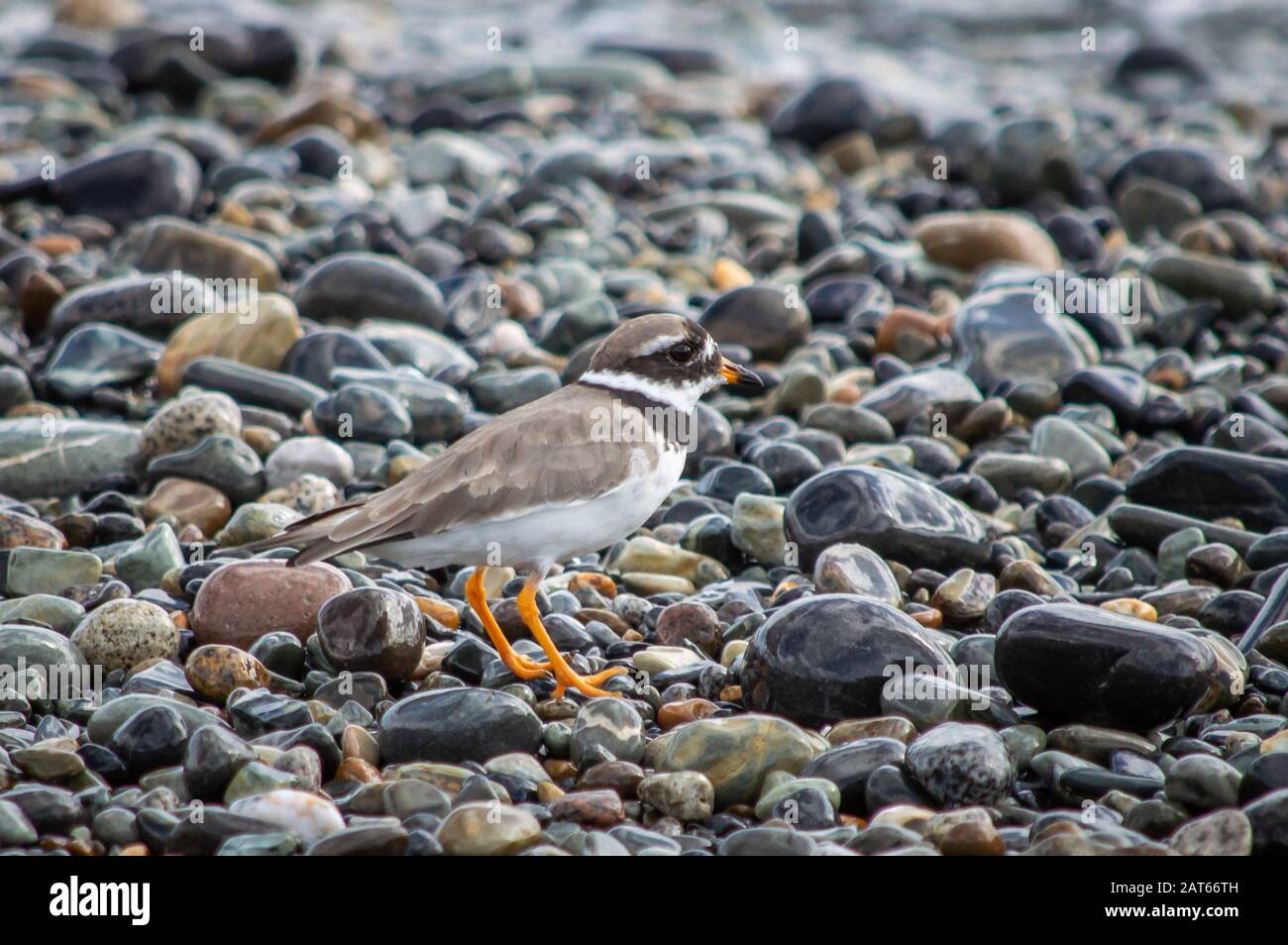Ringed Plover on a wet stony beach Stock Photo