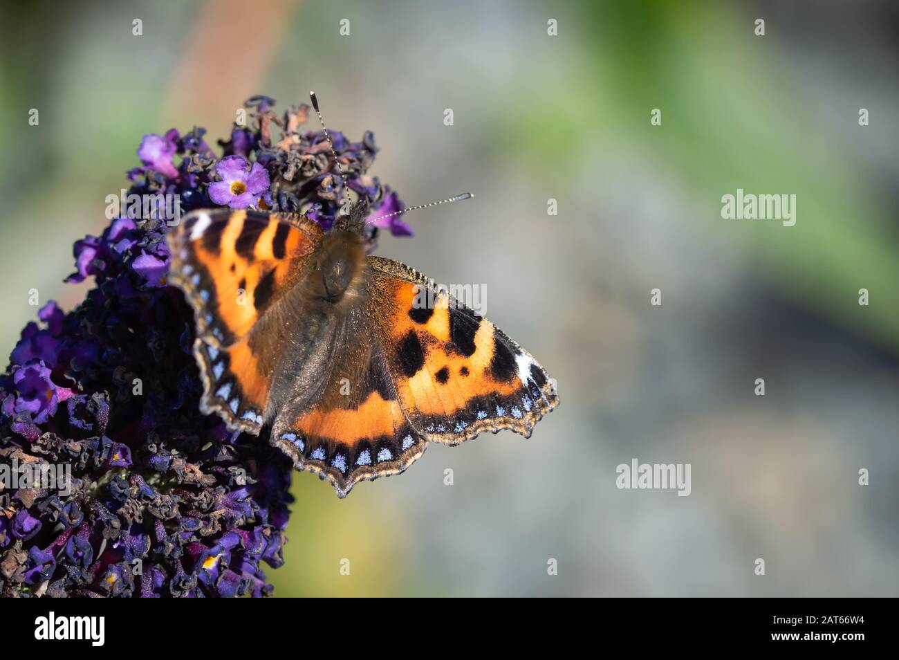 Small Tortoiseshell butterfly on Buddleia flowers Stock Photo