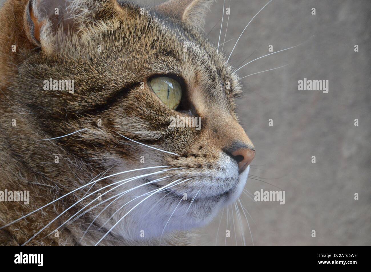 profile close up of a cat looking into the distance Stock Photo