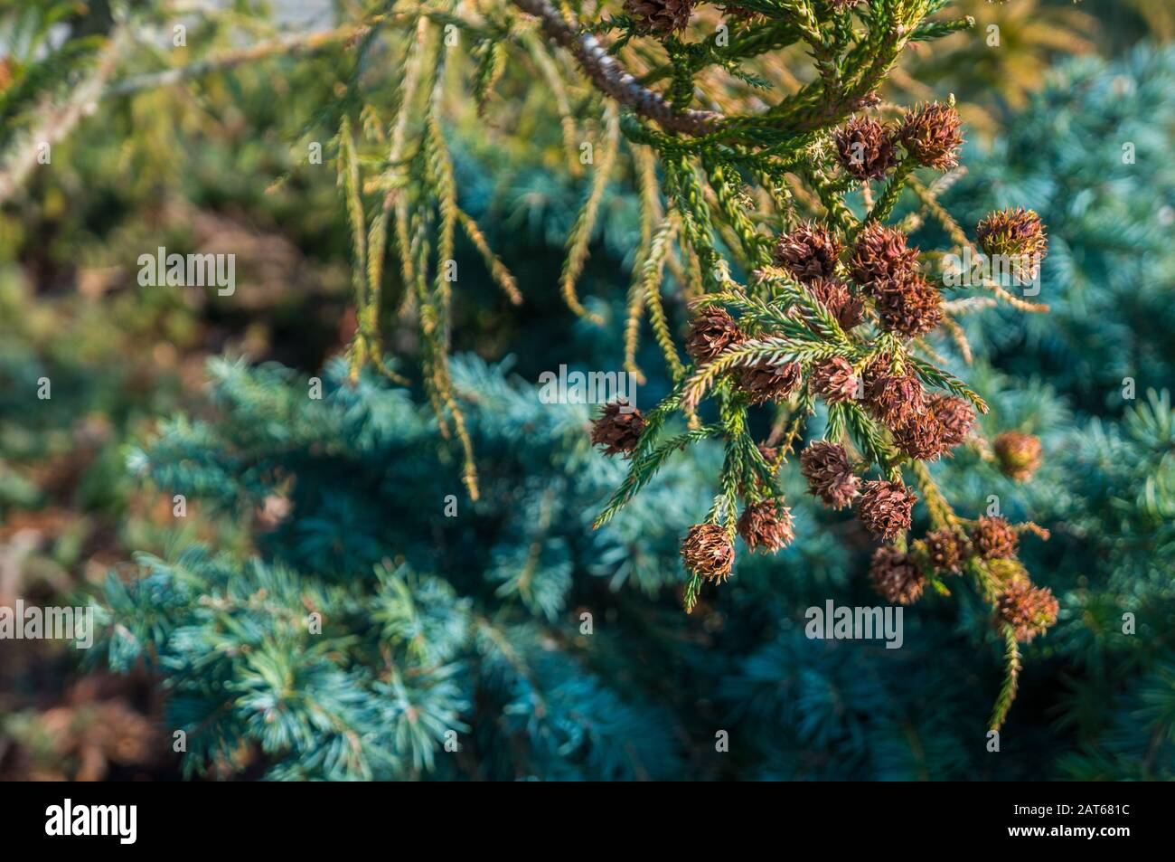 Close up of Douglas conifer pine cones with vibrant green fir needles and dark silver green bushes in the background. Sunlight streaming in from above Stock Photo