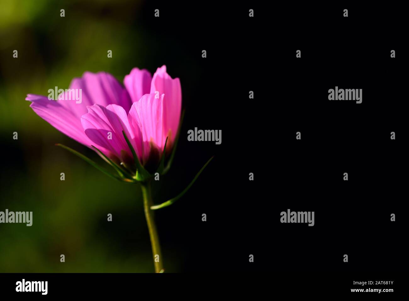 A meadow flower with bright purple calyx sways in the wind against a dark and green background with space for text in the summer in sunlight Stock Photo