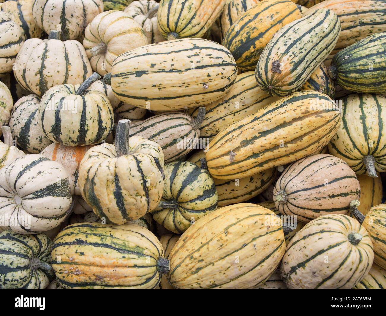 Harvest: Heap of US American Delicata Squash, peanut squash, Cucurbita pepo Stock Photo