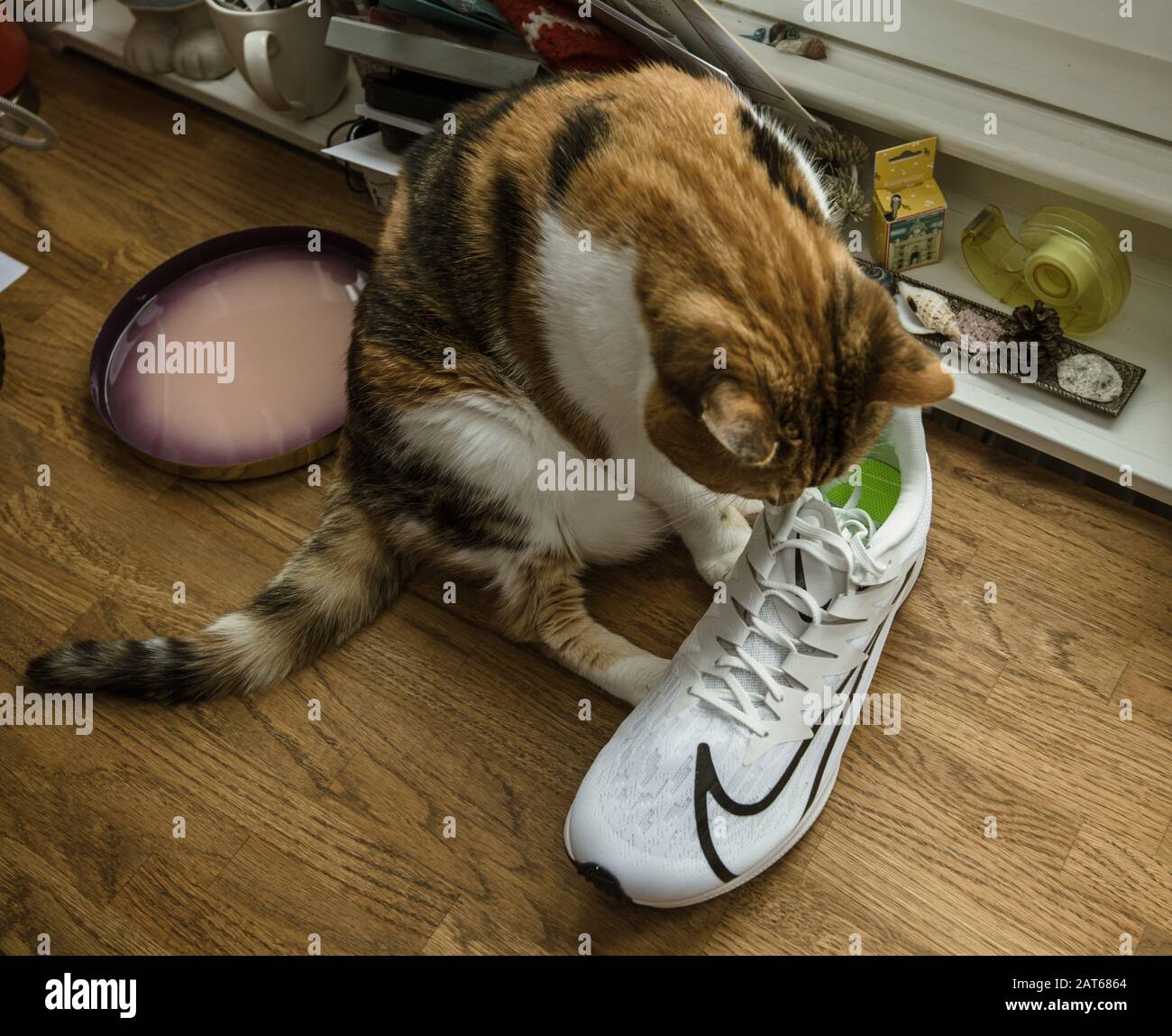 Paris, France - Sep 23, 2019: Overhead view cat looking inspecting  professional running shoes manufactured by Nike Zoom Rival Fly for women  Stock Photo - Alamy
