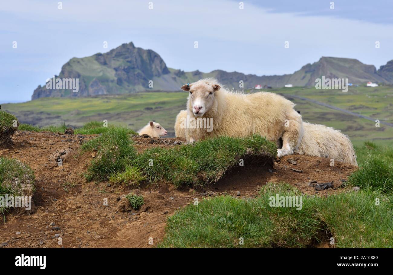 Icelandic sheep on Heimaey, the largest island in the Vestmannaeyjar (westman islands) archipelago, ICELAND. Stock Photo