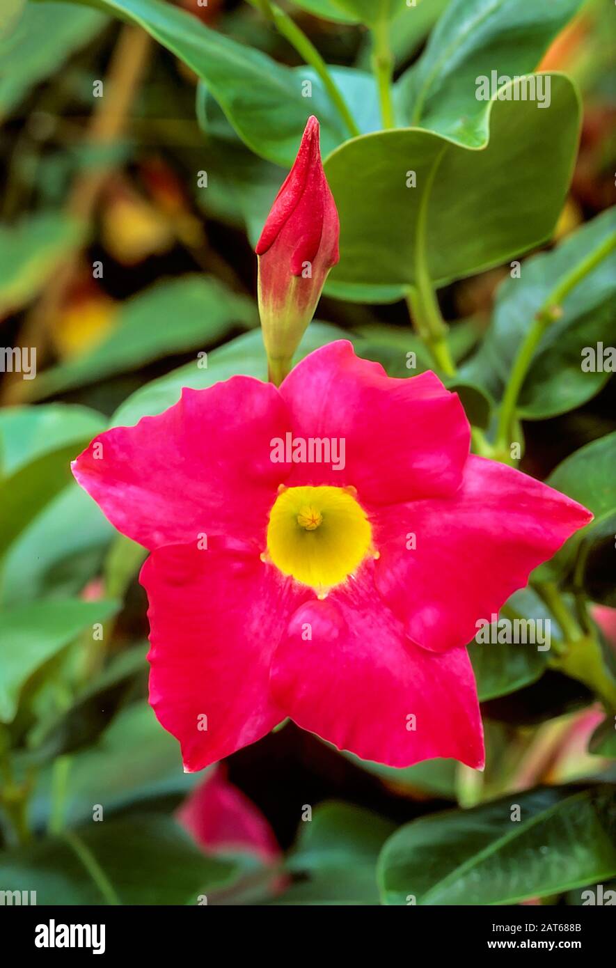 Mandevilla splendens or Dipladenia splendens showing flower and bud. An evergreen climber that has rose pink flowers in summer and is frost tender. Stock Photo