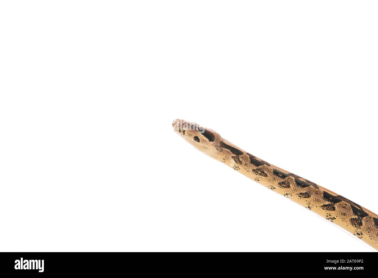Python Head Full Front View Head of python isolated on white with copy space Stock Photo - Alamy