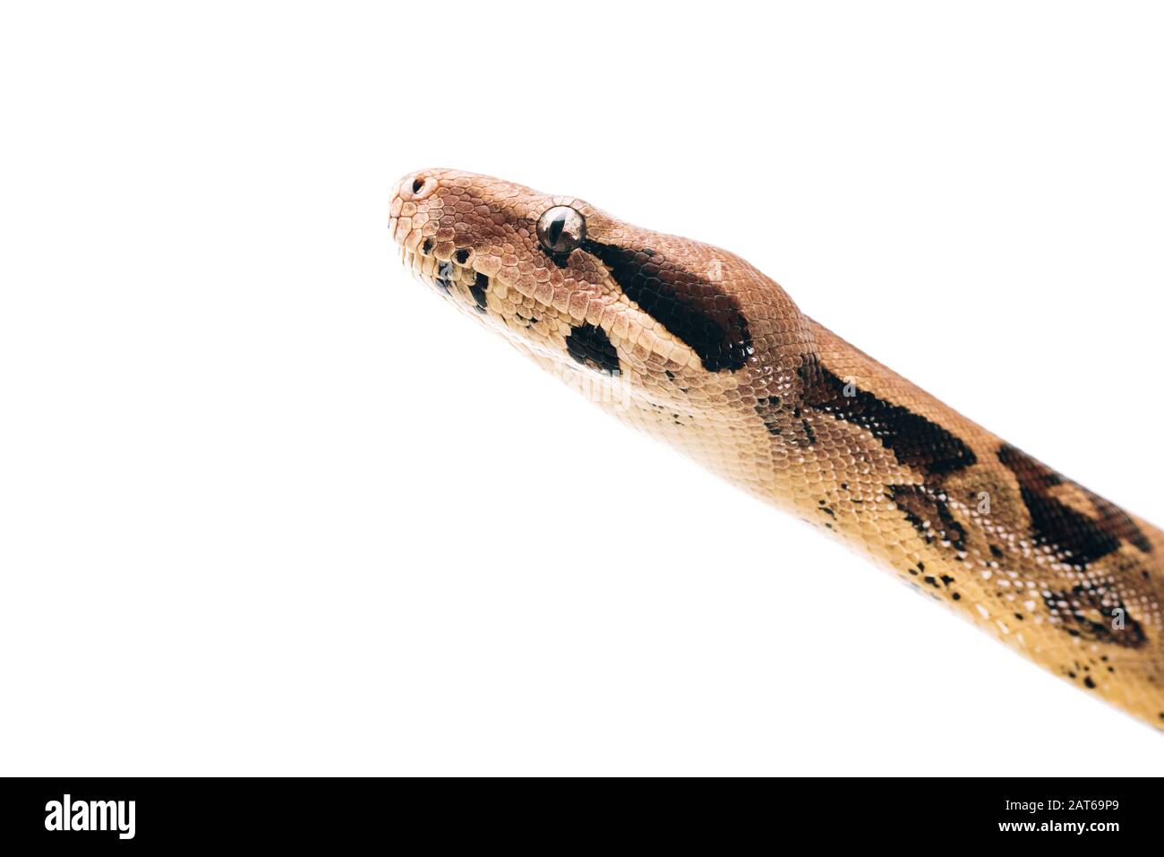 Close up view of python head isolated on white Stock Photo - Alamy