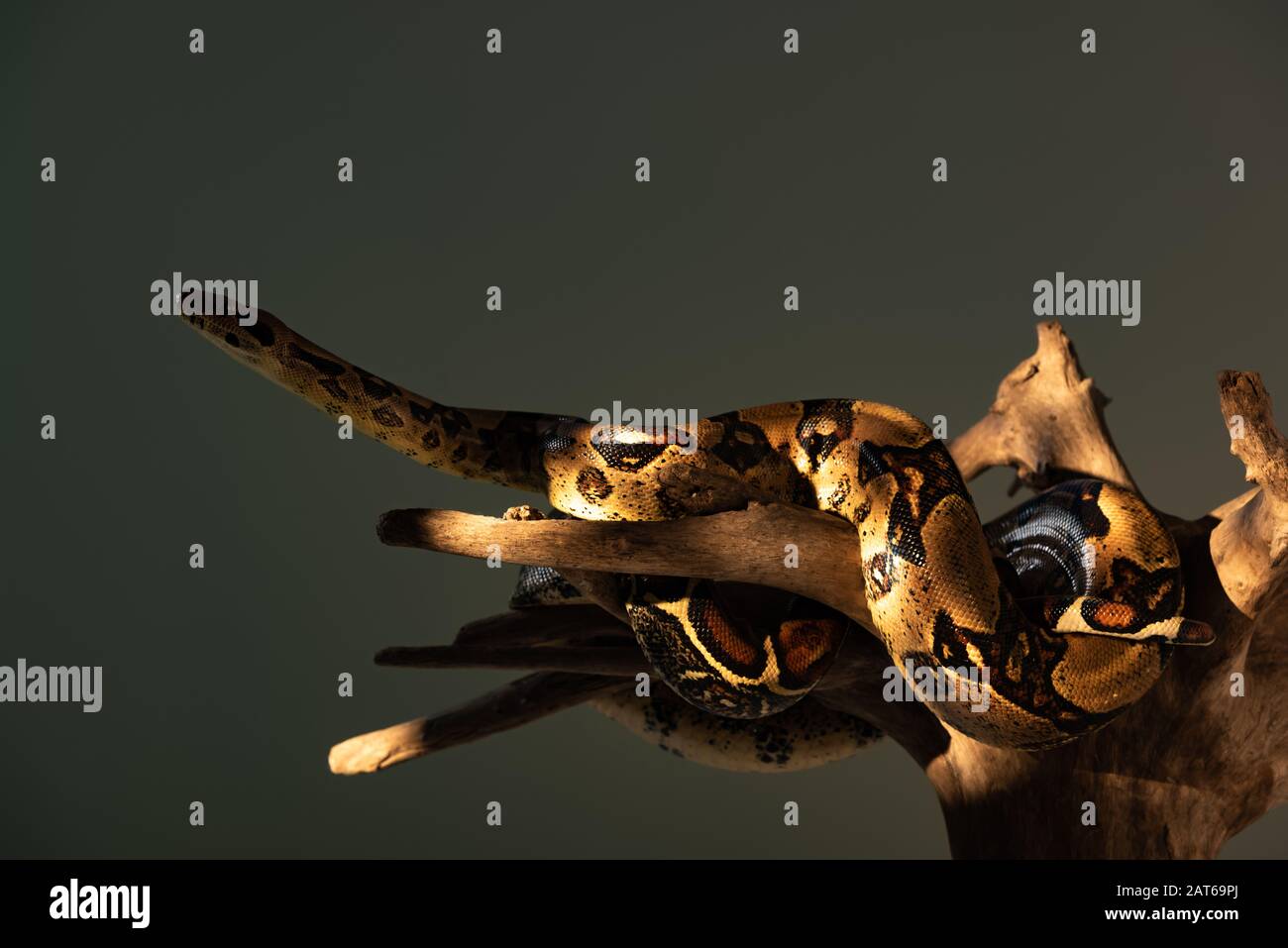 Python twisted around wooden snag isolated on grey Stock Photo - Alamy