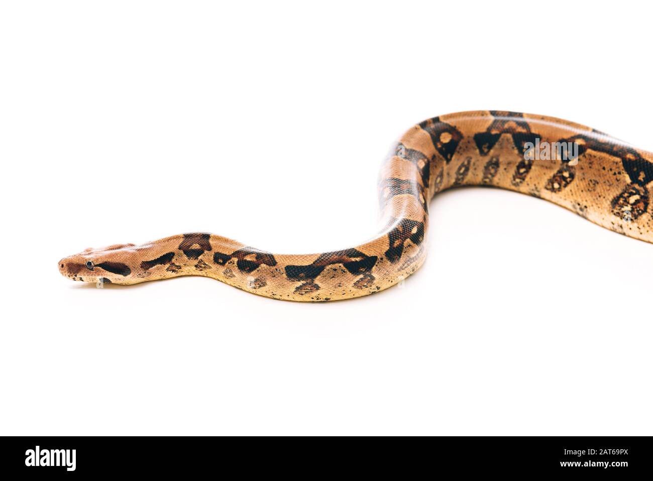Snake on white background hi-res stock photography and images - Alamy