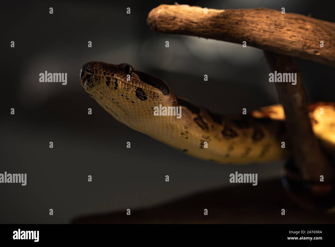 Selective focus of python with wooden log on grey background Stock ...