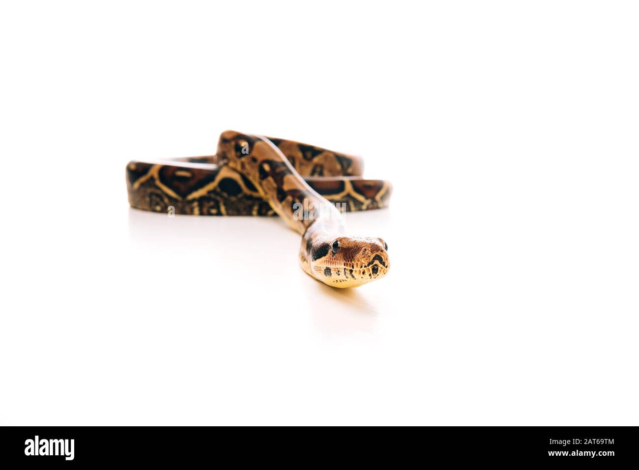 Selective focus of python on white background with copy space Stock ...