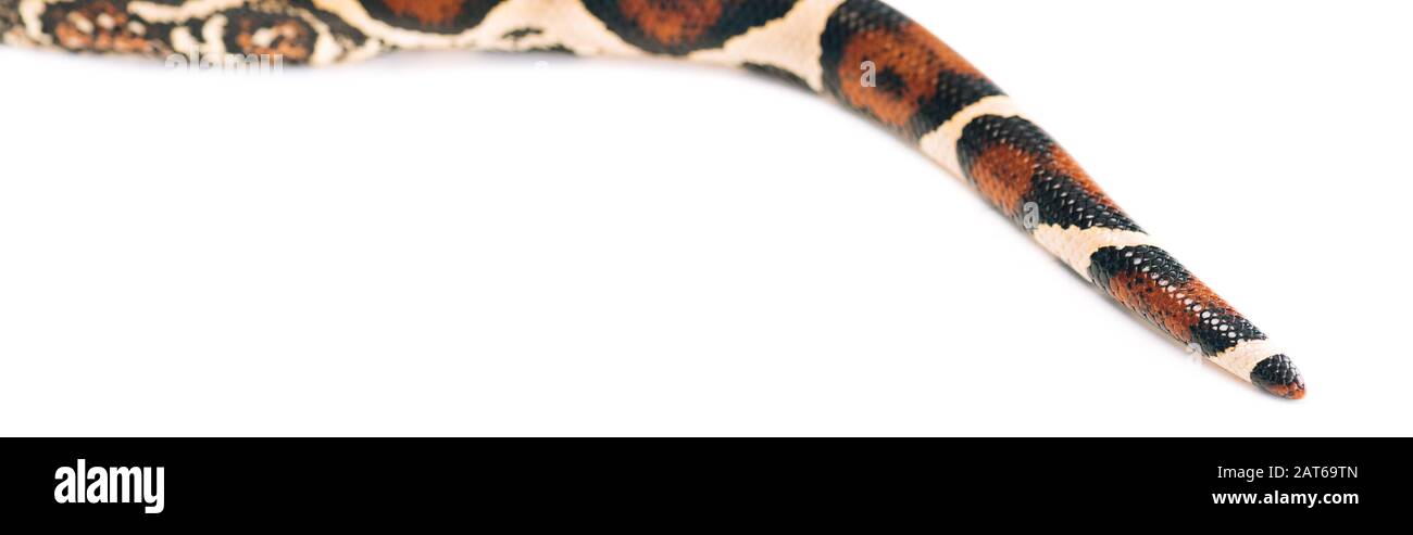 Python tail hi-res stock photography and images - Alamy