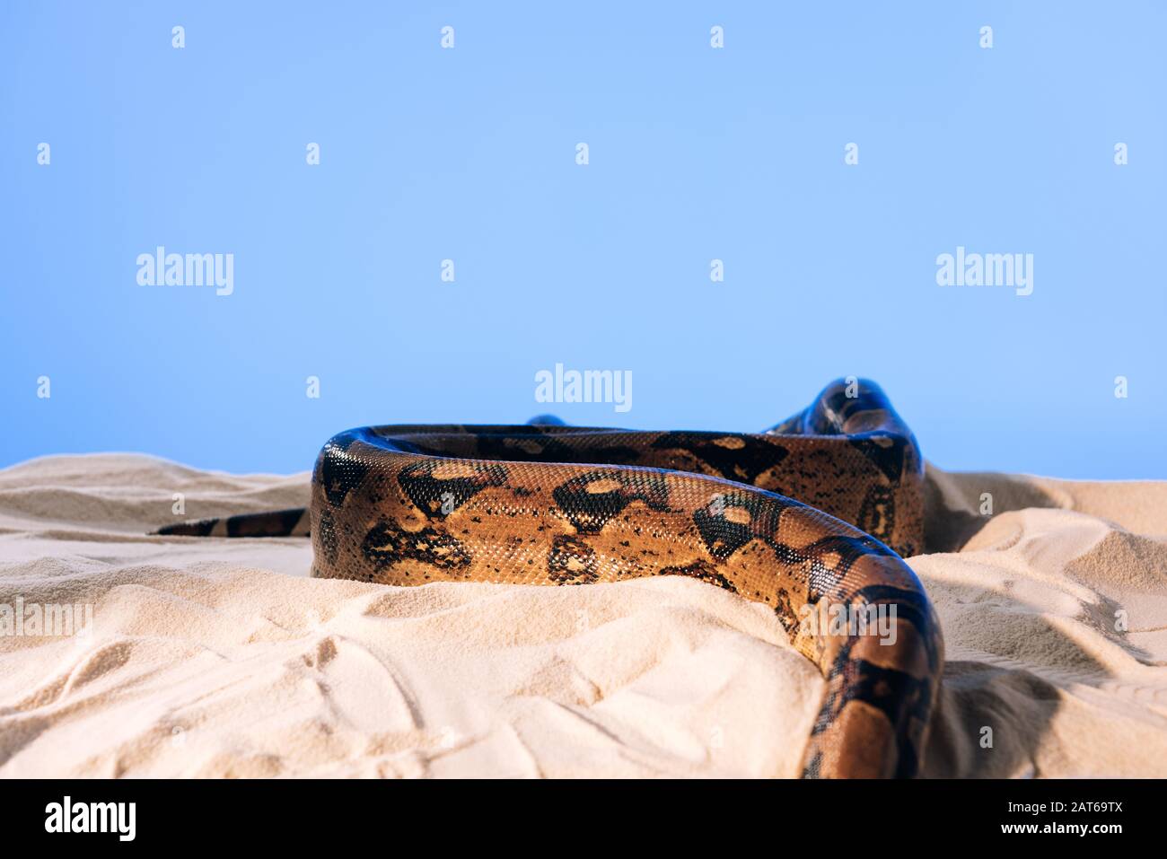Twisted python on sand on blue background with copy space Stock Photo ...