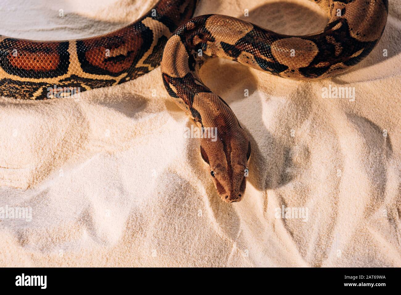 Sand python hi-res stock photography and images - Alamy