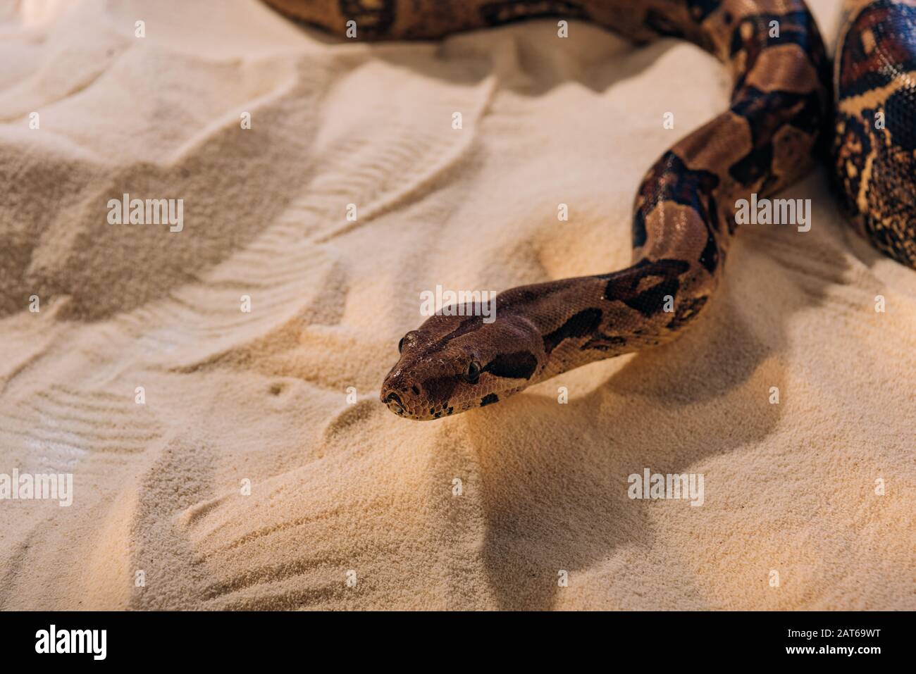 High angle view of python with shadow on textured sand Stock Photo - Alamy