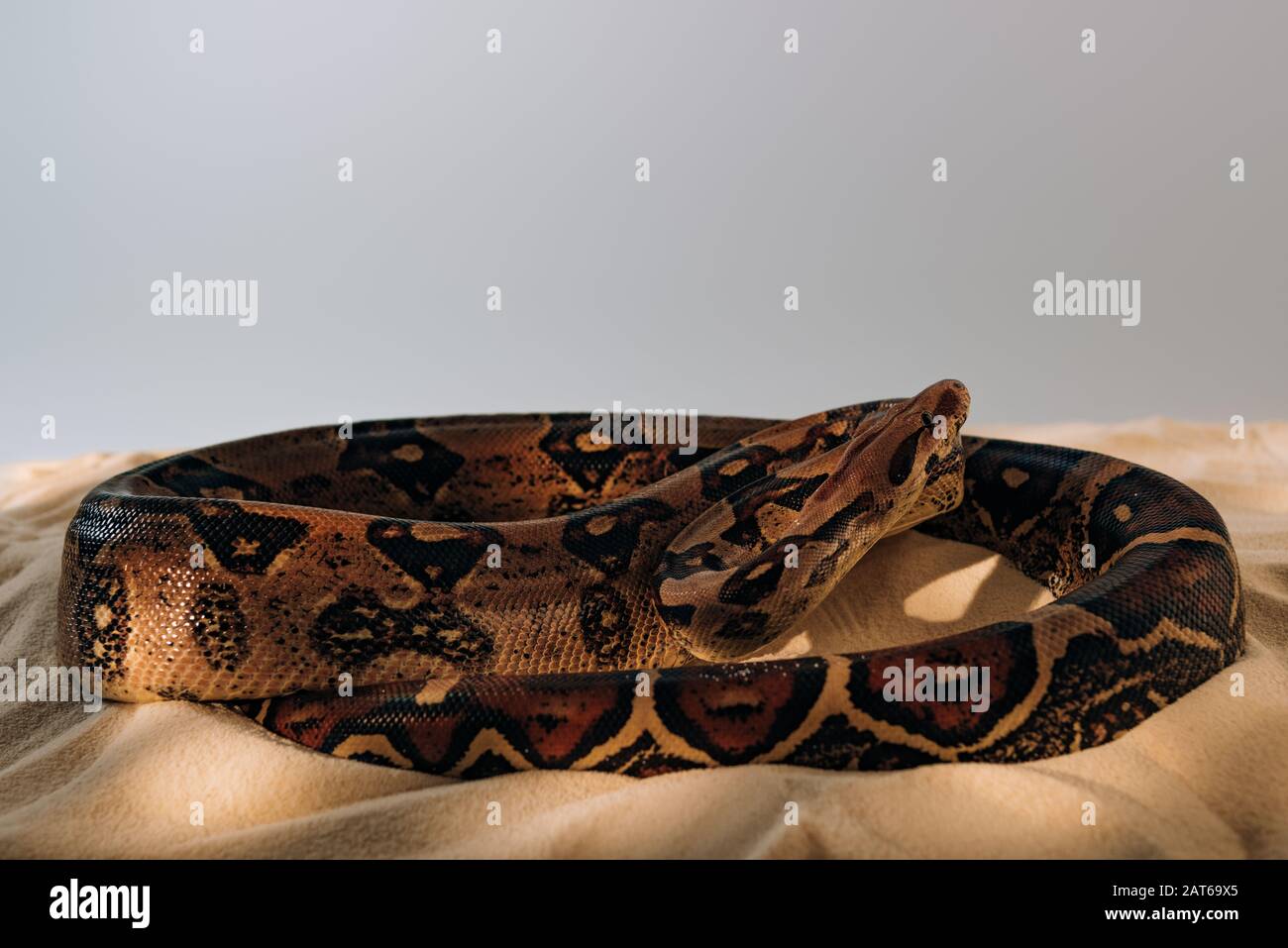 Python with sunlight on textured sand on grey background Stock Photo ...