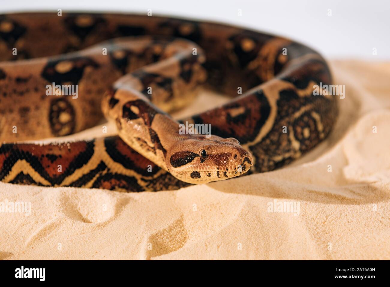 Selective focus of python in sunlight on sand on grey background Stock ...