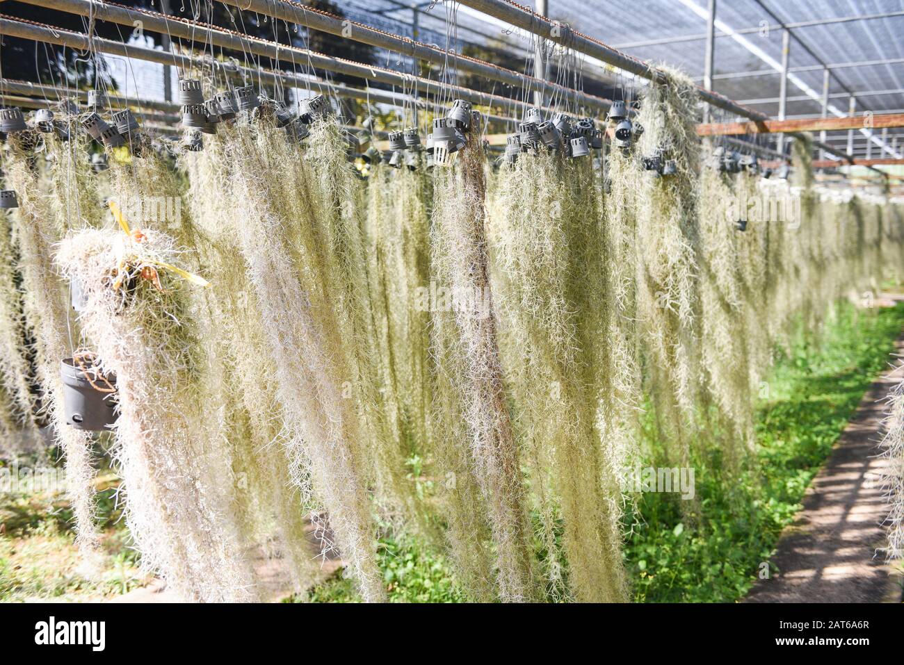 Spanish moss tree hanging in pot at green house  background / Nursery spanish moss Stock Photo
