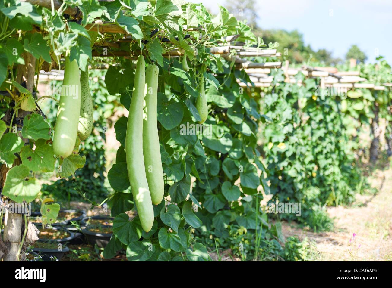 Indian vegetables long winter melon gourd bottle / Calabash gourd or bottle gourd hanging on the