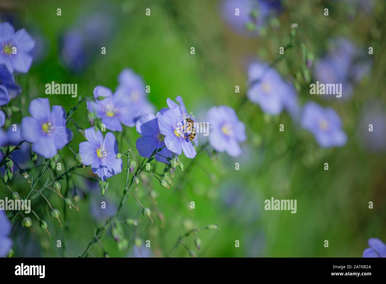 Лен многолетний Linum perenne