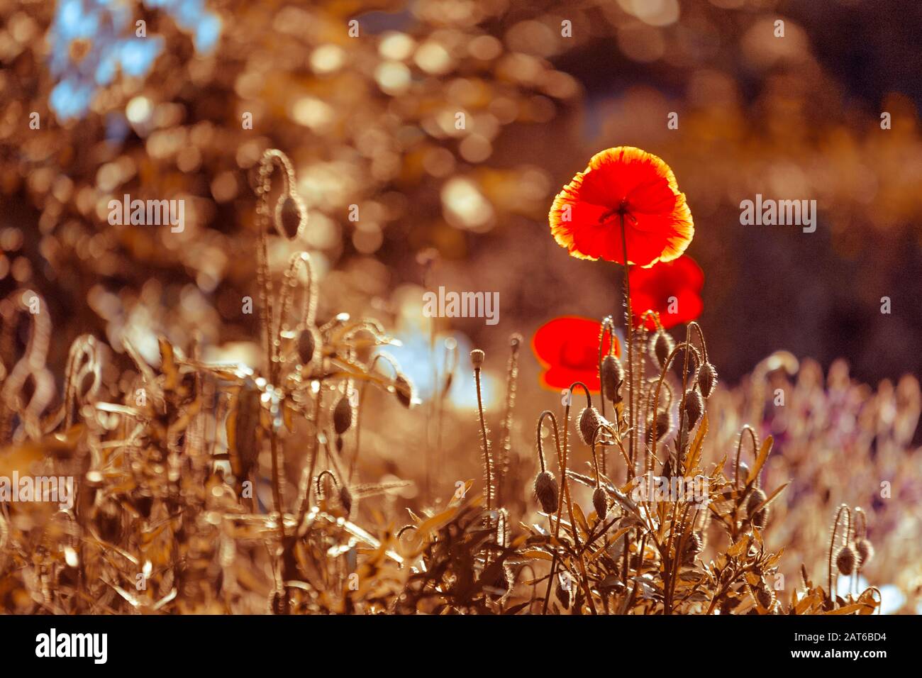 flower of poppy glowing in rays of sun. Papaver rhoeas, common, corn, Flanders, red poppy, corn rose, field is flowering plant poppy family Papaverace Stock Photo