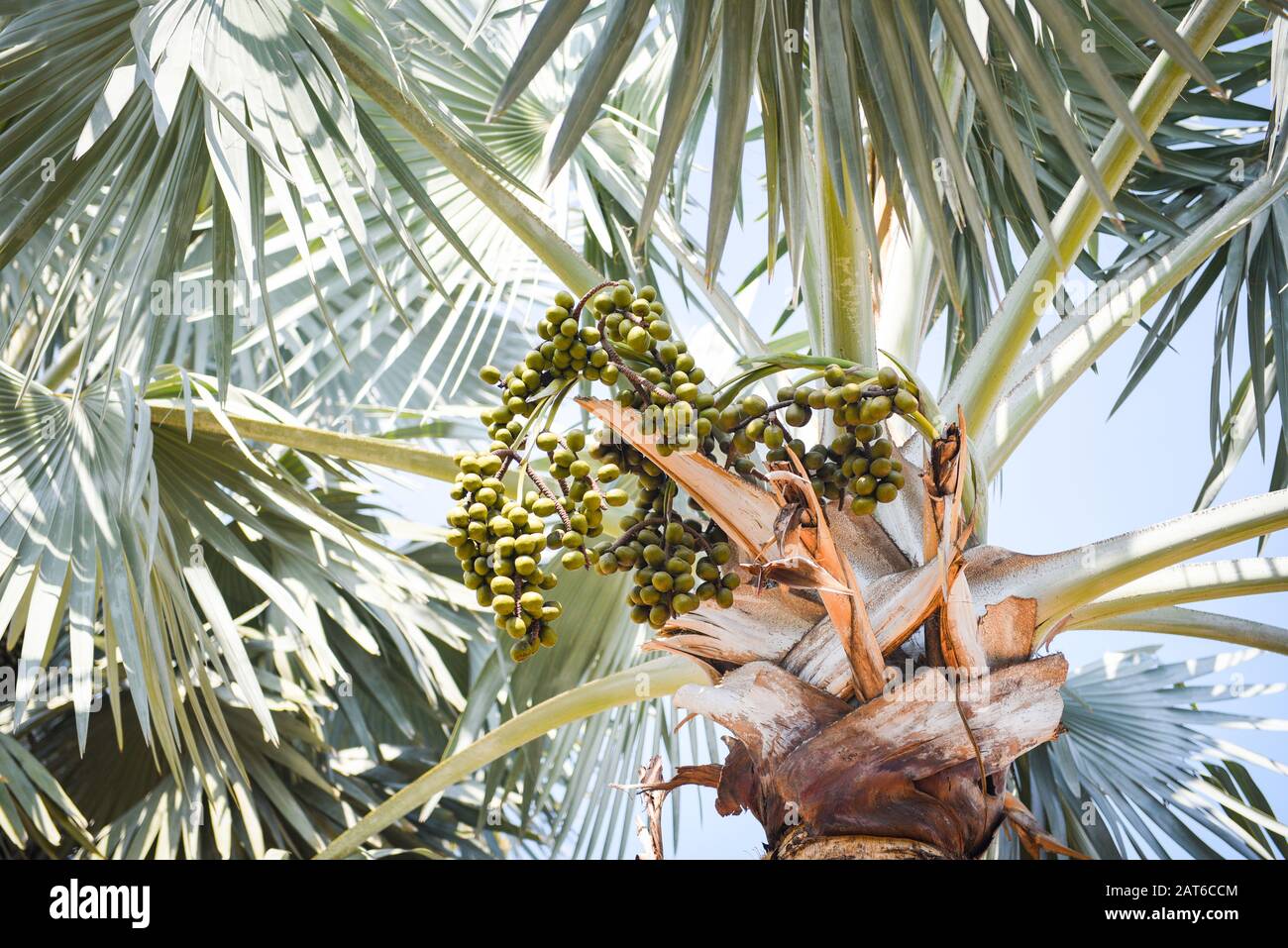 Palm fruit on plantation palm tree  tropical garden summer with green leaf / Stock Photo
