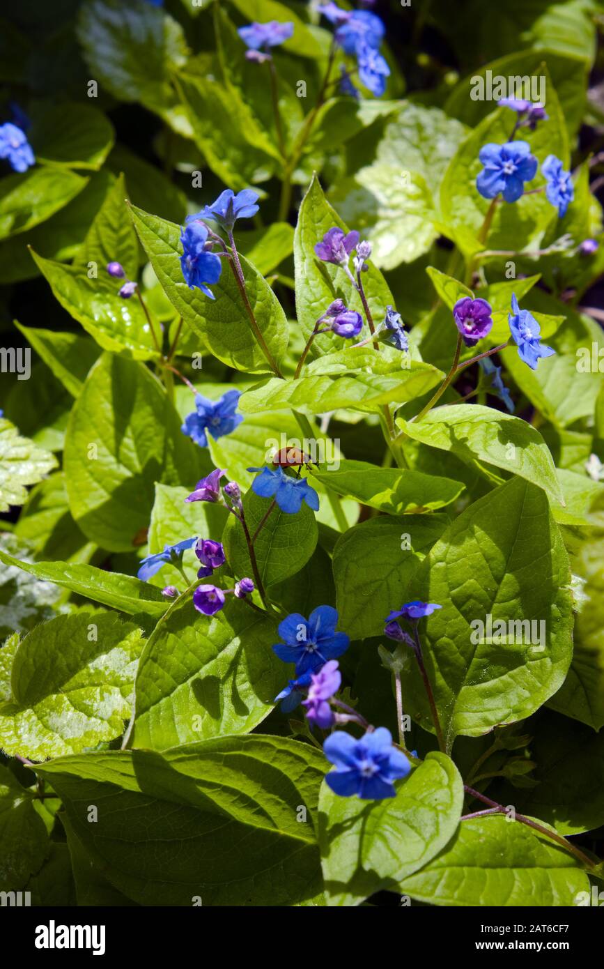 Ladybug wandering on green leaves of blooming Omphalodes verna plant - Blue eyed Mary or Creeping Navelwort Stock Photo