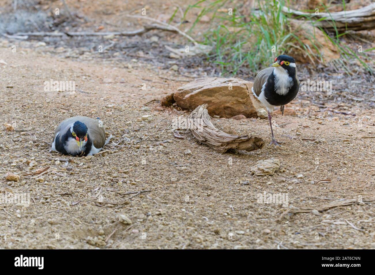 Banded Lapwing Male Stands On One Leg On A Stony Desert Ground In banded-lapwing-male-stands-on-one-leg-on-a-stony-desert-ground-in